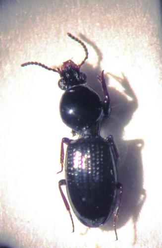 Dyschirius semistriatus